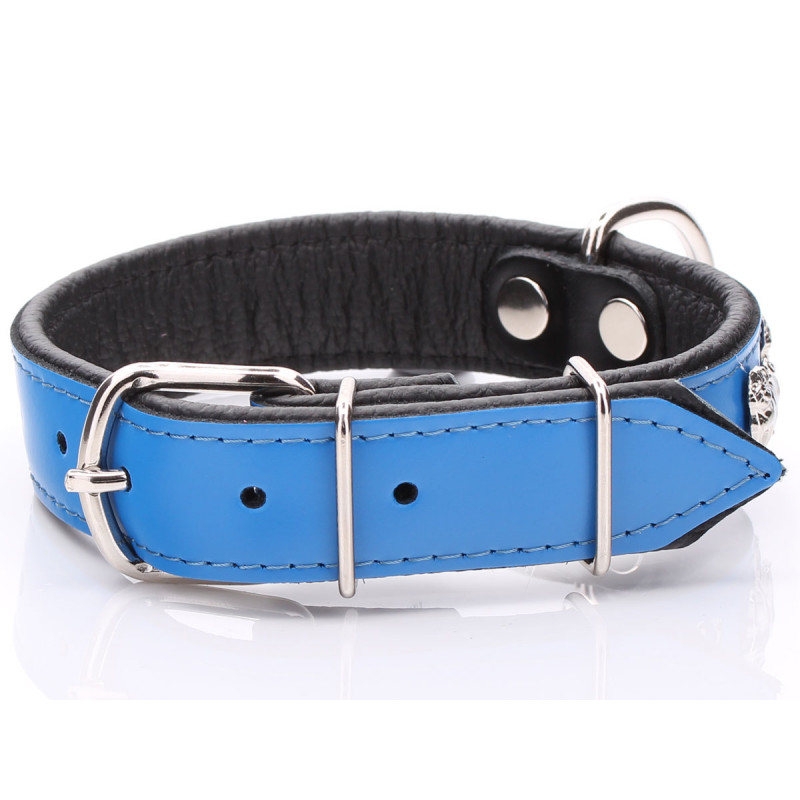Blue Leather Pug Collars - Mops Collar
